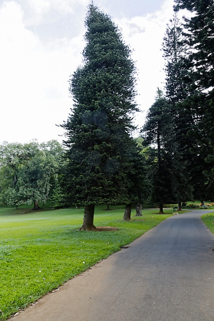 Kandy-Botanical garden-035